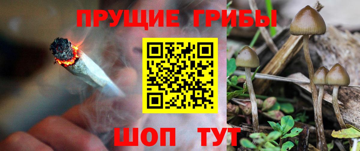 Псилоцибиновые грибы GOLDEN TEACHER  Вход с VPN  Кудрово  Галлюциногенные грибы прущие грибы 
